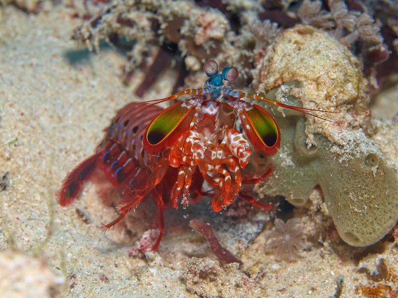 Smashing Mantis Shrimp, Meno Reef